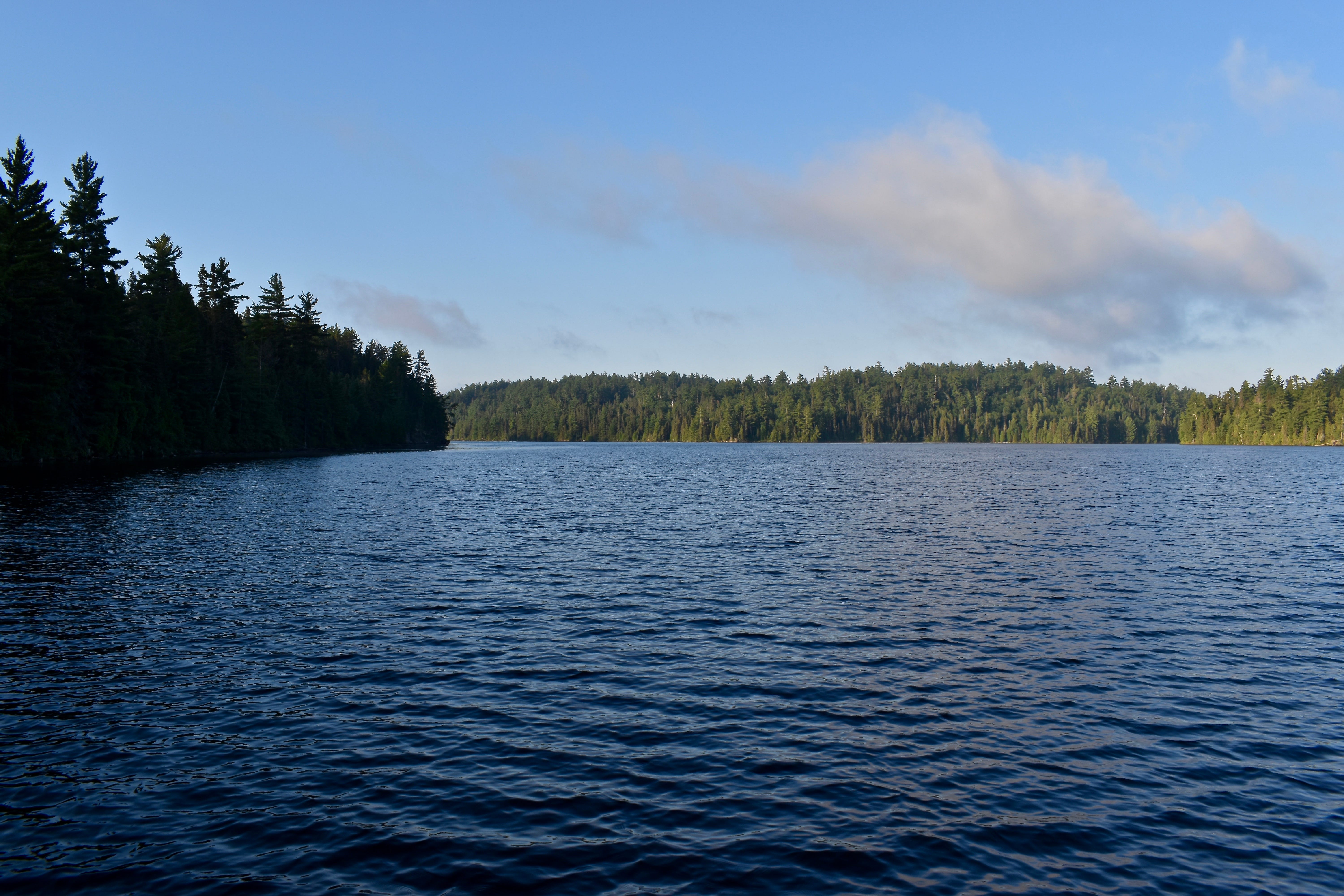 A calm lake with gentle waves, with an evergreen-covered island in the distance and a sheer wall of evergreens on the left.