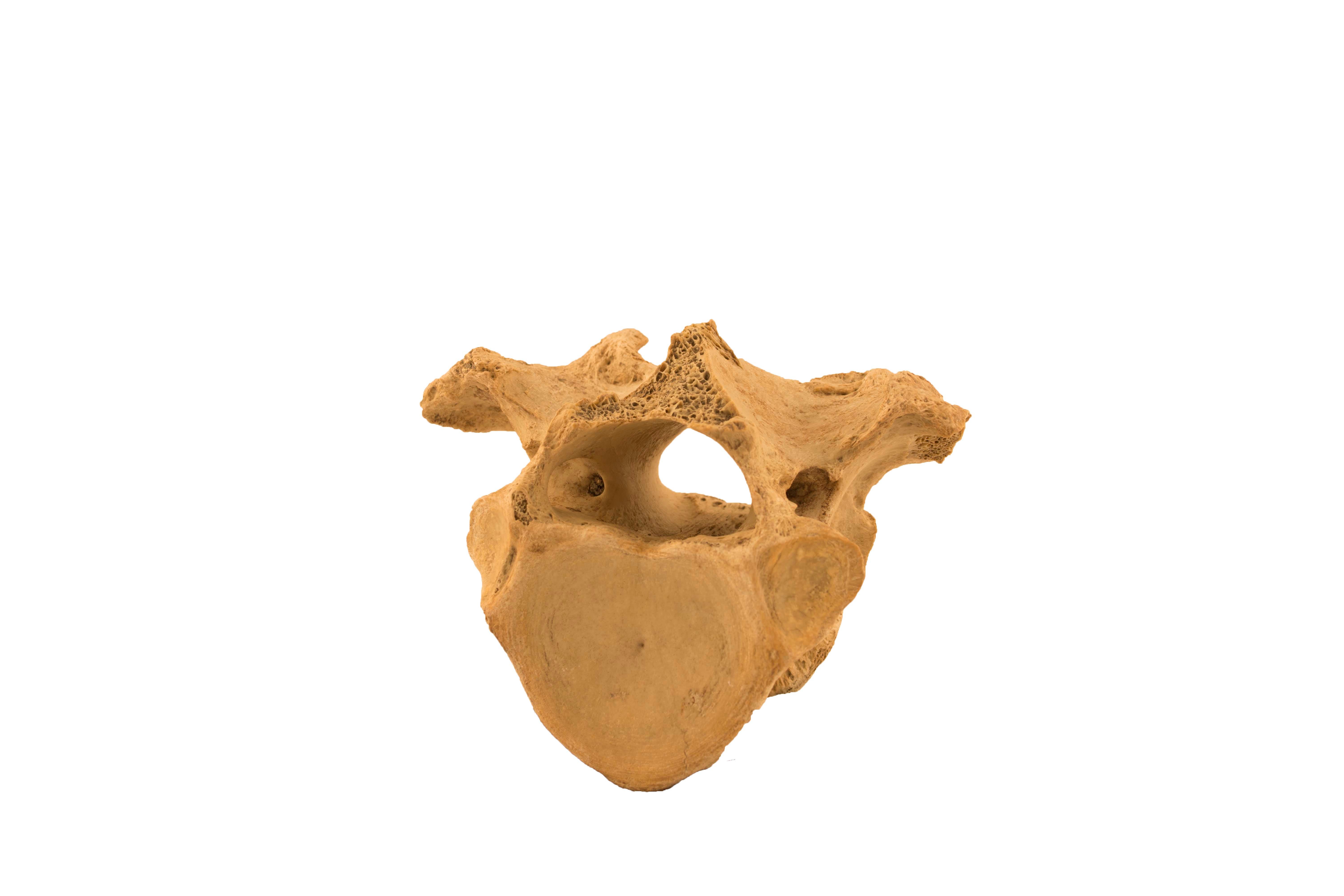 3D Model of Bison Thoracic Vertebrae - Digital Heritage - Medium