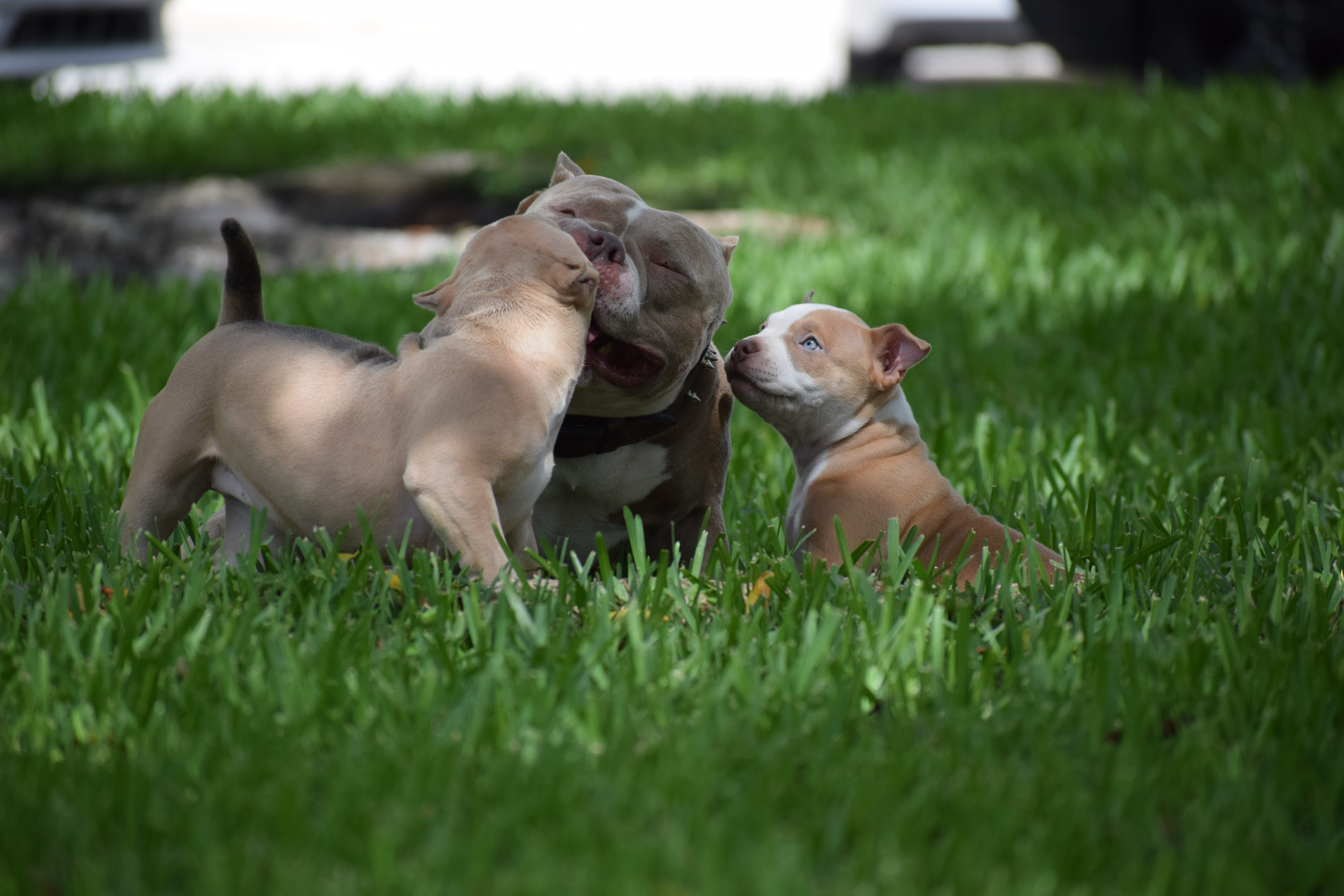 THE EXTREME POCKET BULLY. BULLY KING MAGAZINE MASCOTS VENOM &… | by ...