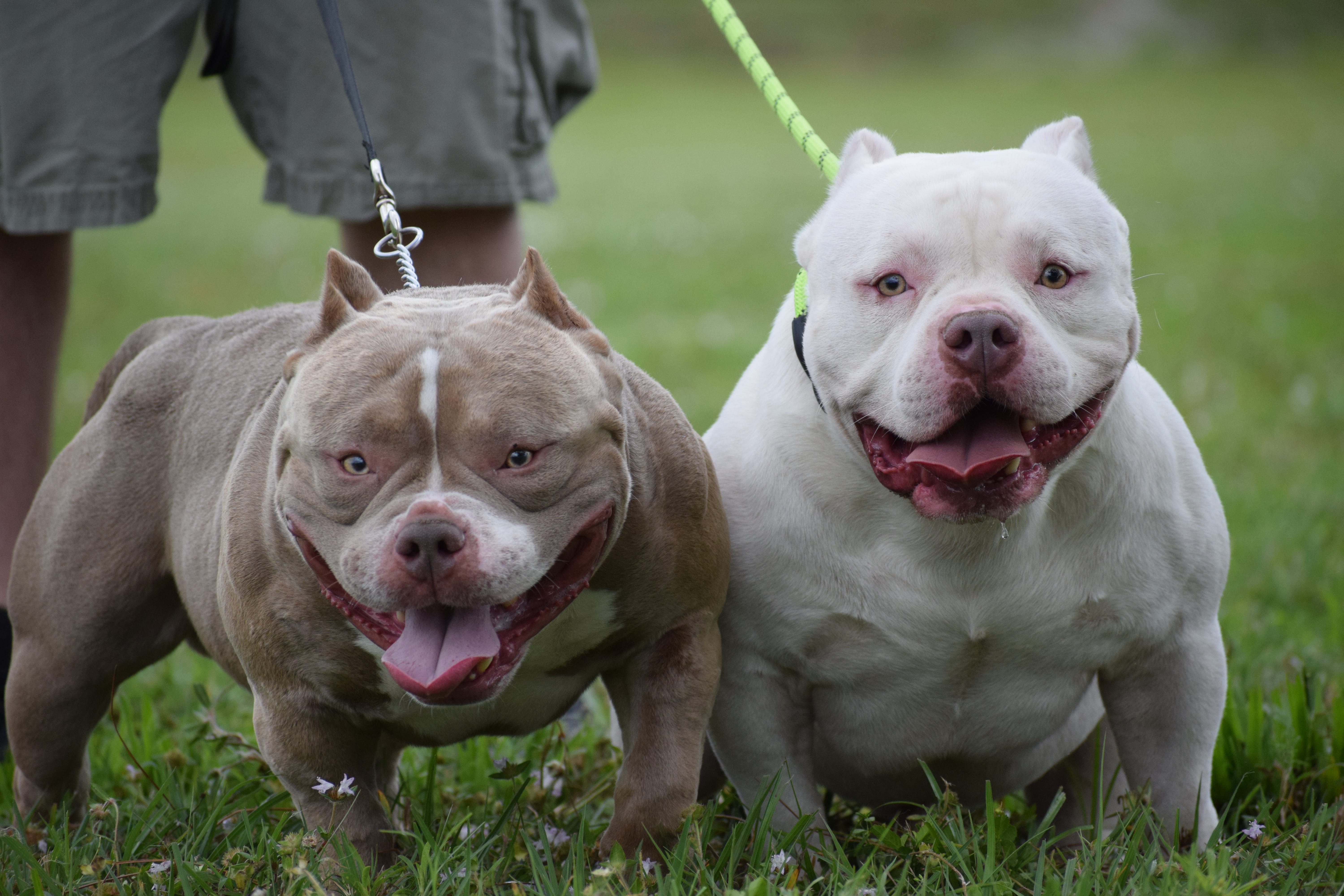 THE EXTREME POCKET BULLY. BULLY KING MAGAZINE MASCOTS VENOM &… | by ...