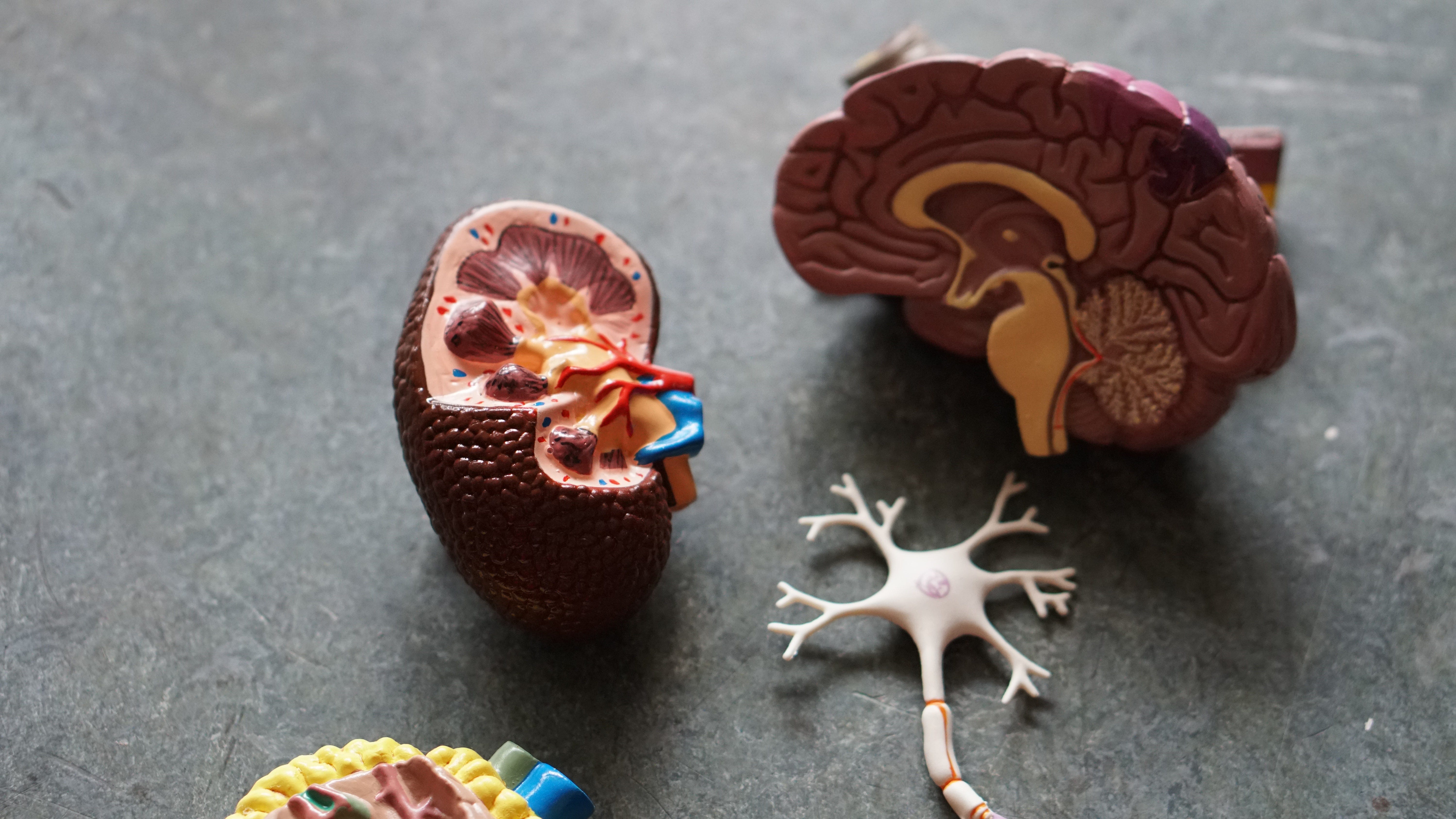 Plastic model of a brain and nerves