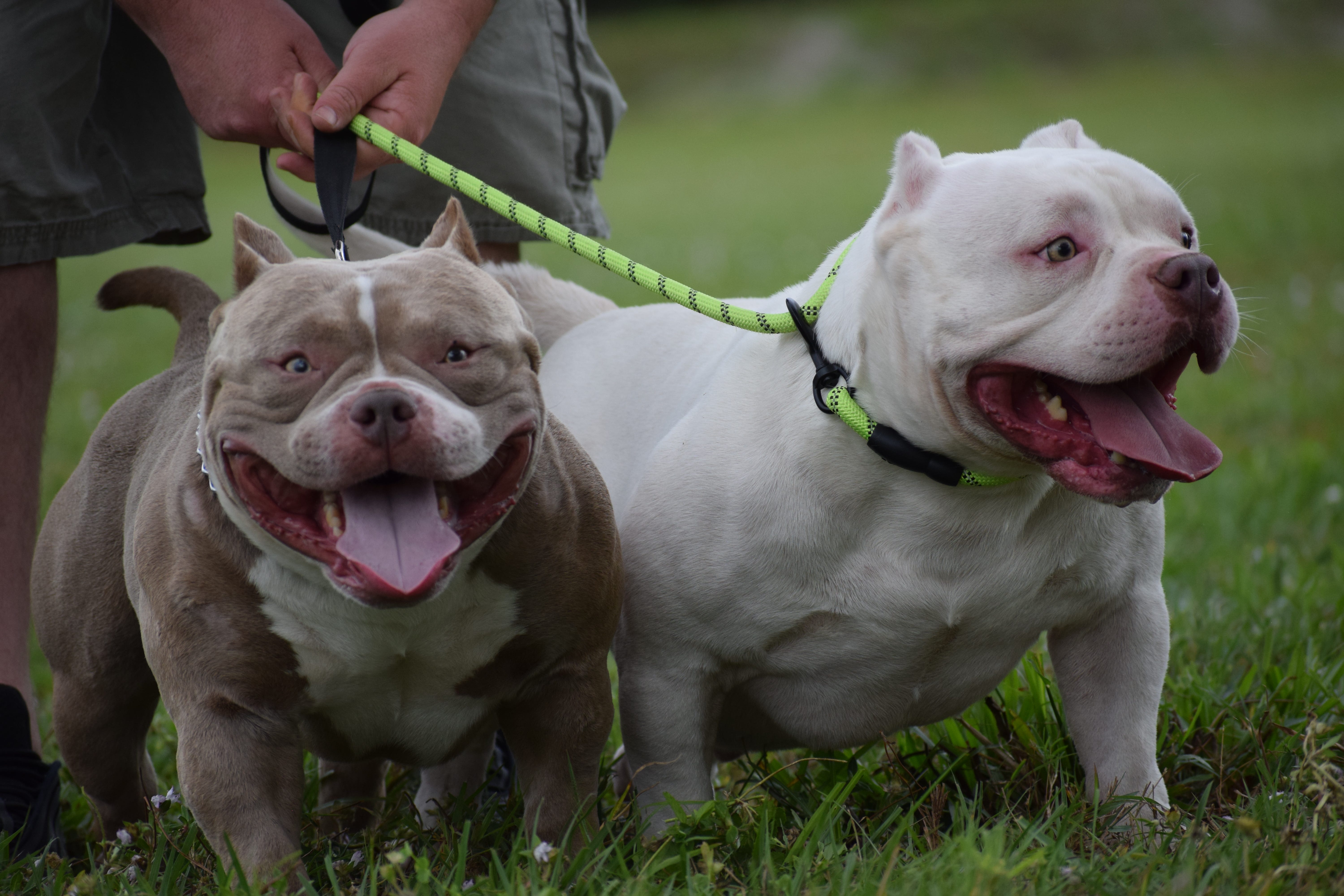 THE EXTREME POCKET AMERICAN BULLY | by VENOMLINE POCKET BULLY’S