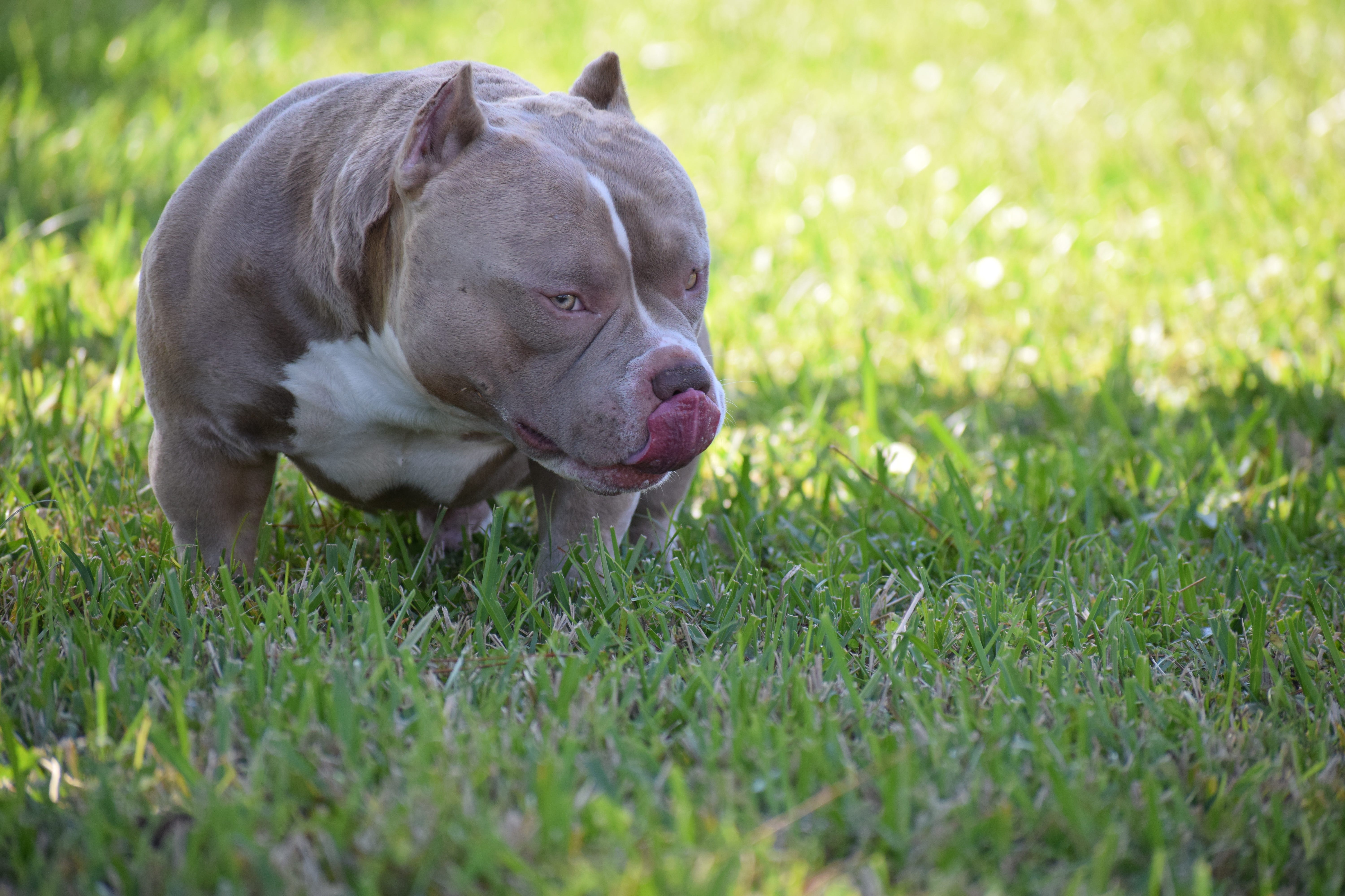 bully max weight gainer
