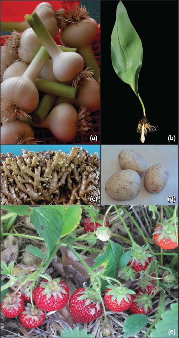 生物学 第2版 第32章 植物の生殖 Japanese Translation Of Biology 2e By Better Late Than Never Medium