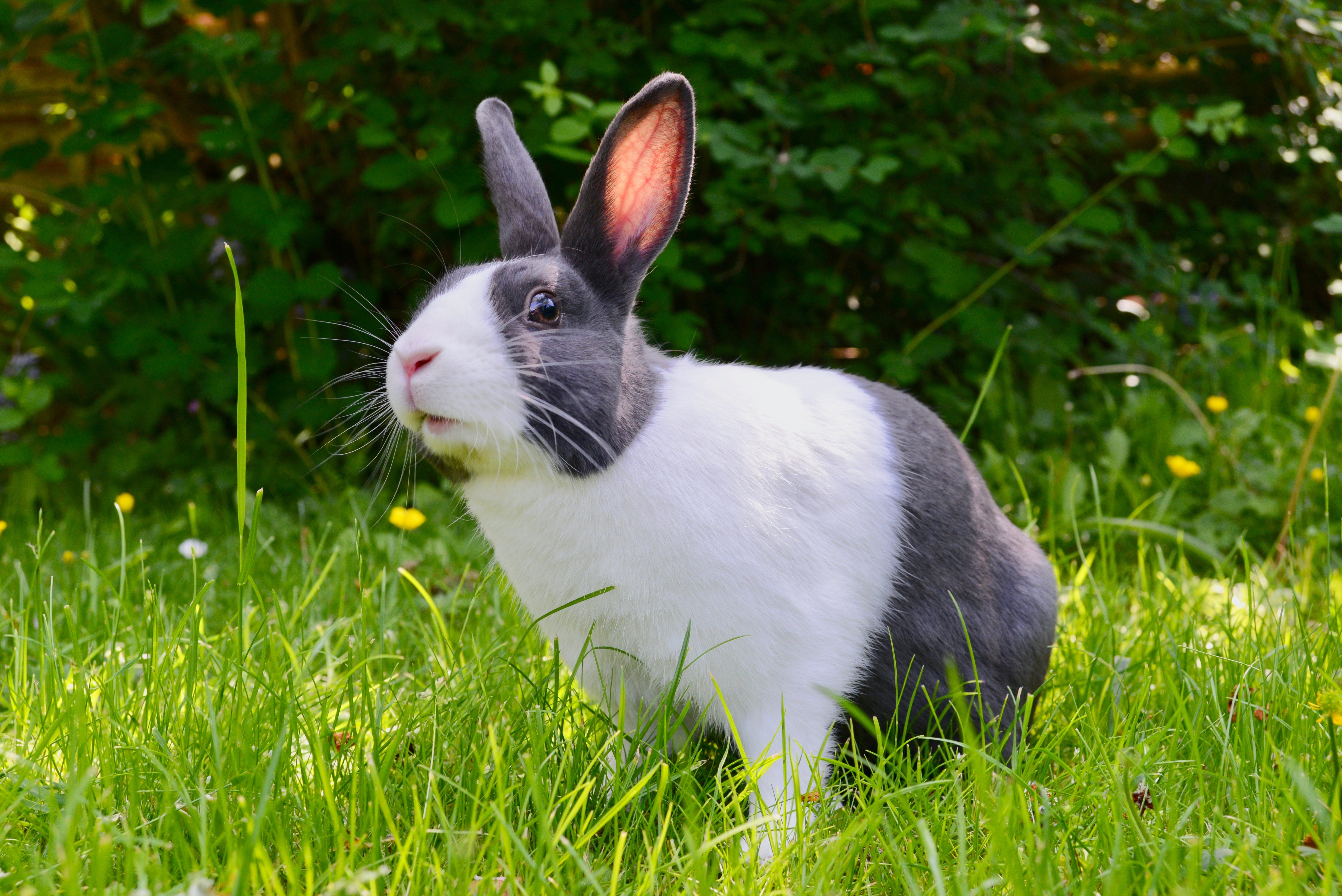 bunny