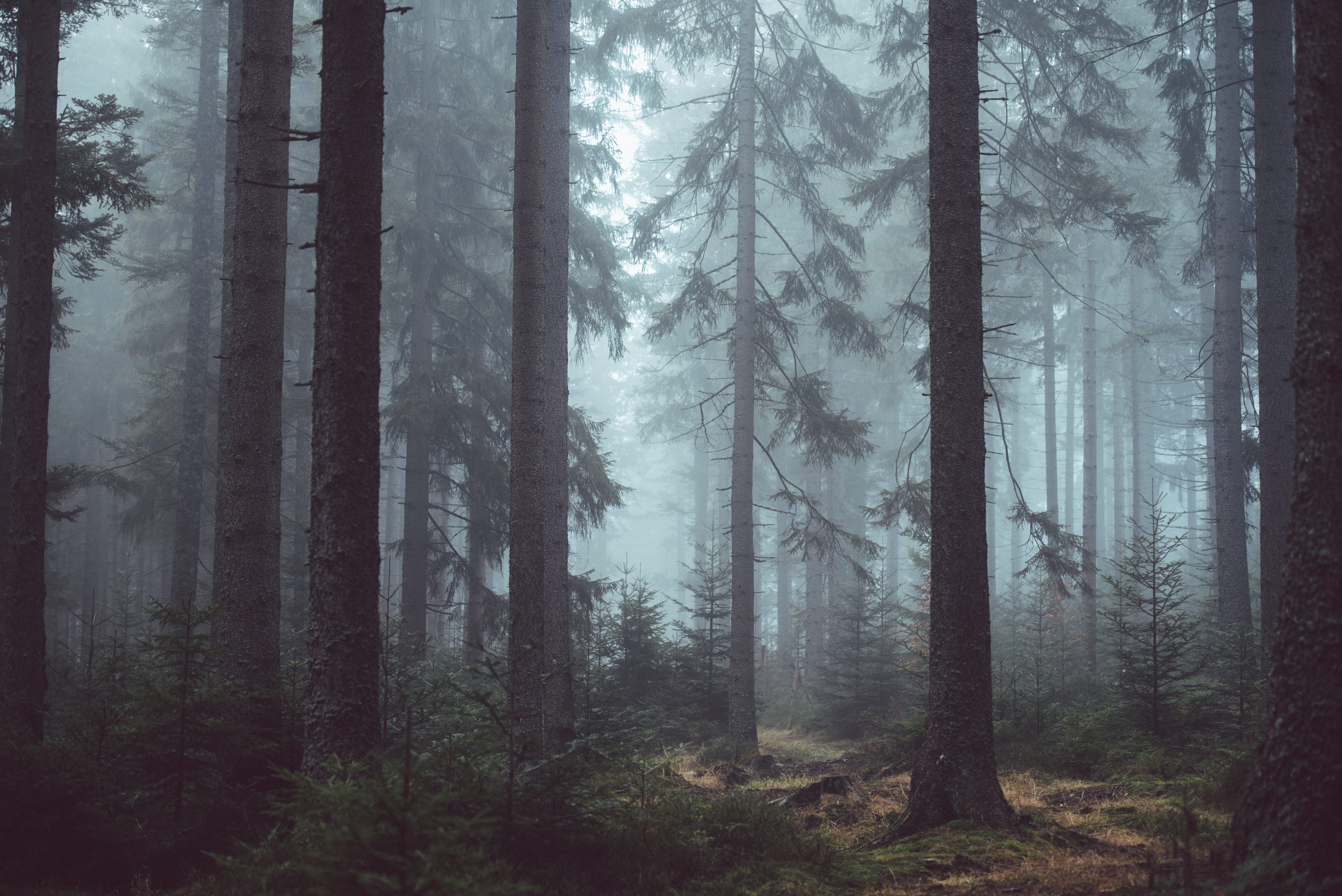 Your Mind The Tangled Forest The Next Time You Meditate Imagine If By Ryan Law Thinking Slow Medium Your Mind The Tangled Forest The Next Time You Meditate Imagine If By Ryan Law Thinking Slow Medium