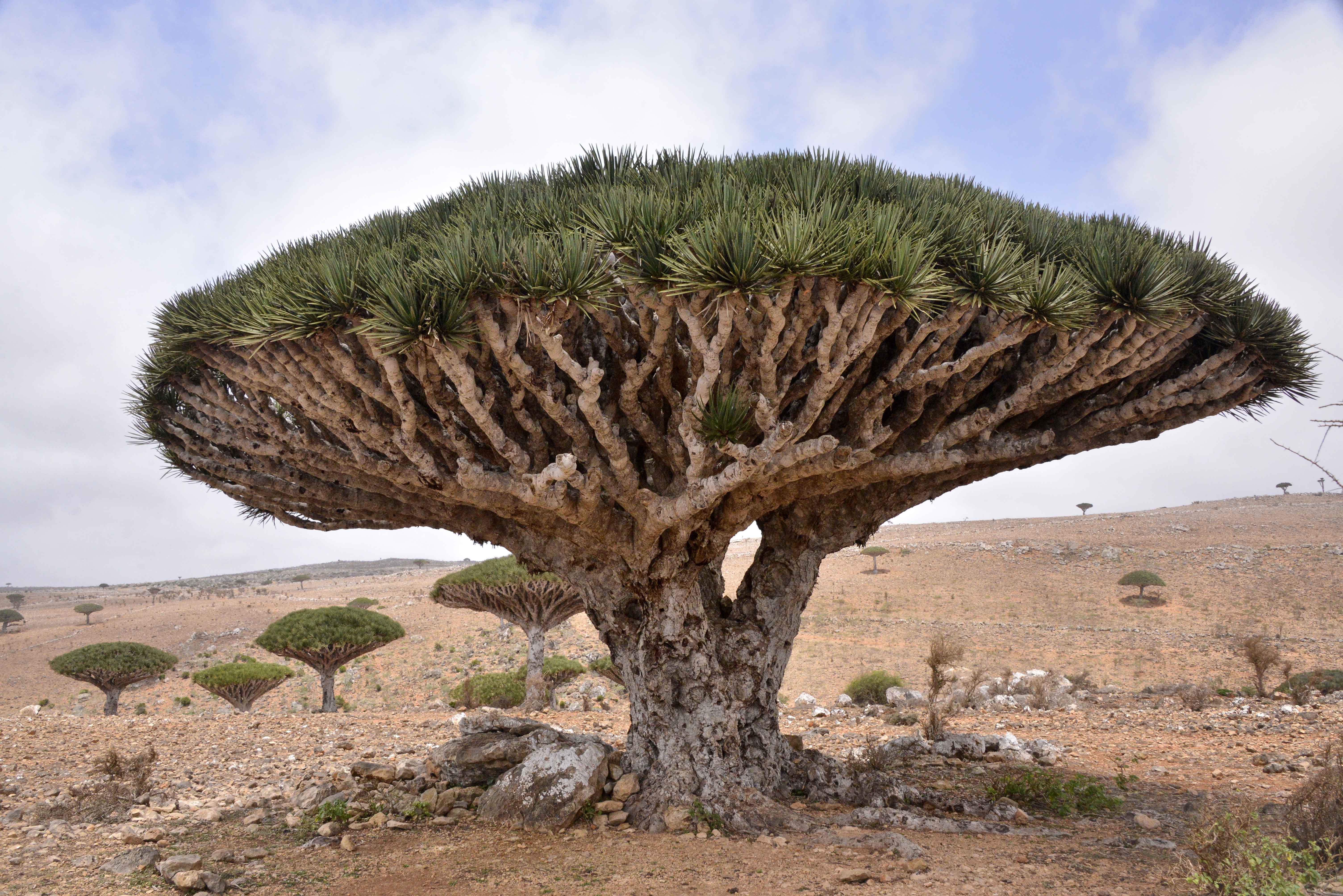 Dragon Blood Tree It S In All Caps Simply Because It S A By Isabella Armour Botany Thoughts Medium
