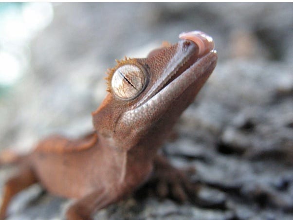 The Magical Gecko Tongue As A Frequent Writer On Quora I Often By Erin Nicole Medium