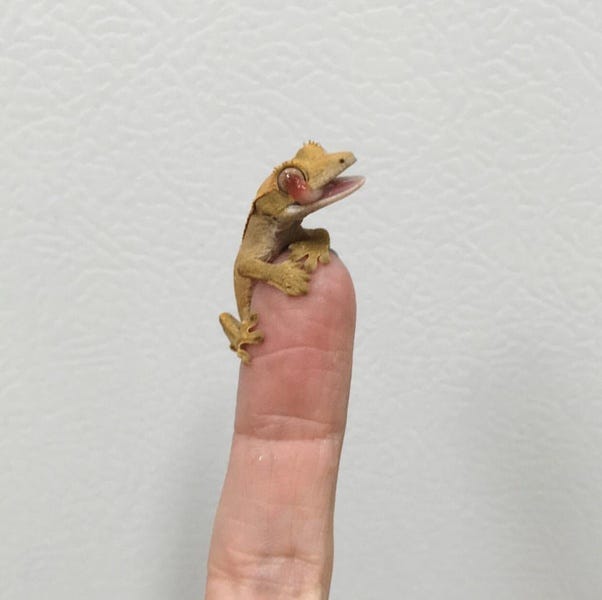 The Magical Gecko Tongue As A Frequent Writer On Quora I Often By Erin Nicole Medium