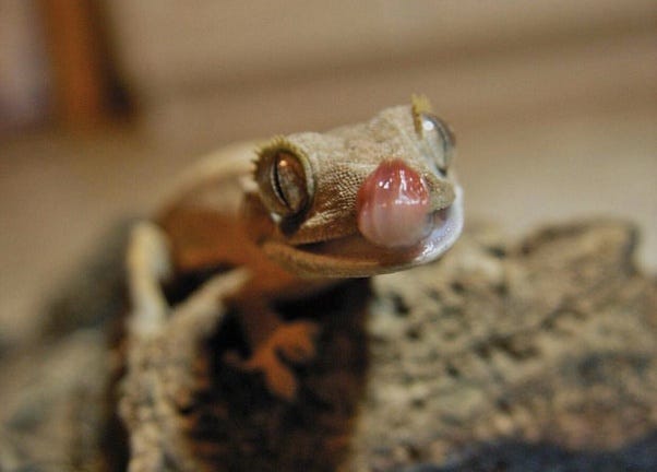 The Magical Gecko Tongue As A Frequent Writer On Quora I Often By Erin Nicole Medium