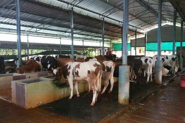 Financing and Animal Husbandry loans are different from Agricultural loans provided by the lenders and these loans are a popular loan segment under this category and have been used by many farmers across the country to ensure a steady profession.