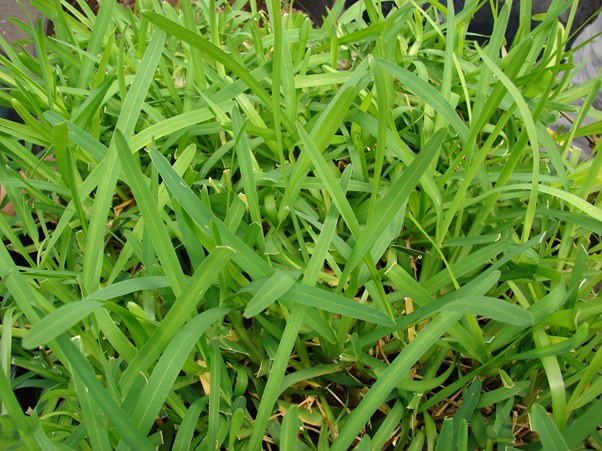 Kikuyu Grass St Augustine Grass Or Bermuda Grass By Peter Miles Medium Kikuyu Grass St Augustine Grass Or Bermuda Grass By Peter Miles Medium