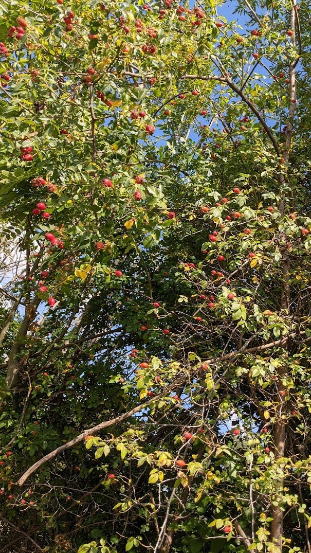 Edibles from the Forest Rosehip Jam by LucianoSphere Gardening