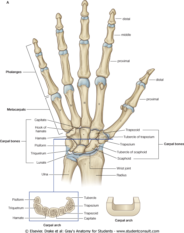 Neuromation Research Pediatric Bone Age Assessment With Convolutional Neural Networks By Neuromation Neuromation Medium