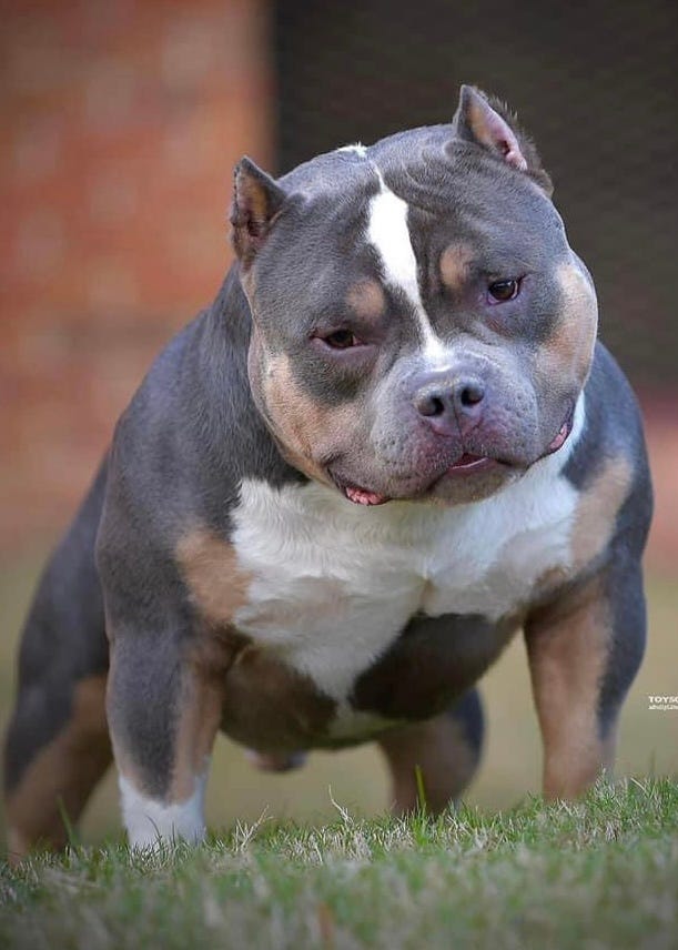 The Top Producing American Bully Studs (Best Pocket Bully Studs) 2022 ...