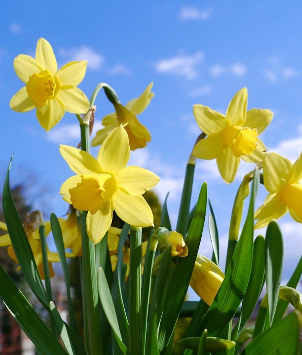 Dancing Daffodils. I can describe my spring day thrills by Kate