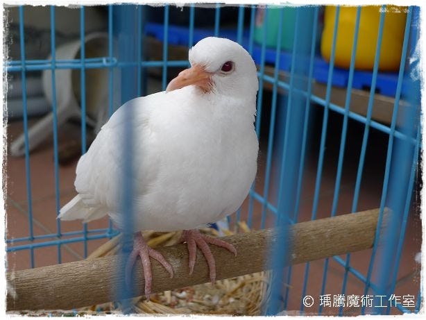 養鴿子 斑鳩 經驗談2012 班鳩幼鳥的照顧和養育 在前一篇文章中 談到班鳩的配對和產卵 接著這篇文章中 將來聊聊如何判斷卵是否有受 By Yu Teng Wu Medium