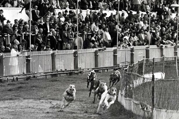 The Inhumanity Of Dog Racing Isa Angelica Quiroz By Isa Quiroz Medium