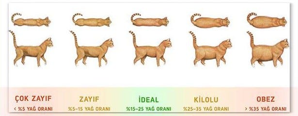 Tekir Kedi Ideal Kilo