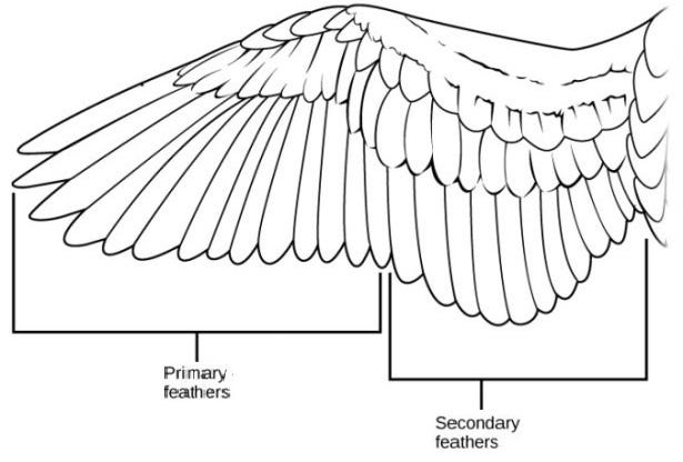 aircraft wing aspect ratio calculator