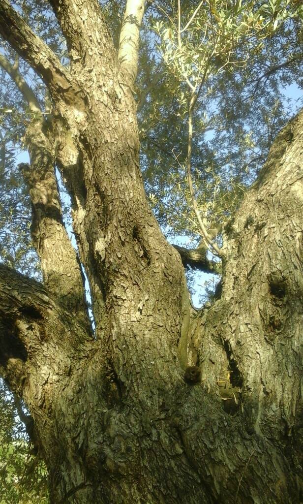 The Oldest Olive Trees Ibrahim Alalou Medium