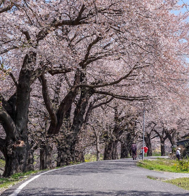 福島 山形 東北賞櫻四日行 Ryanma Medium 福島 山形 東北賞櫻四日行 Ryanma Medium