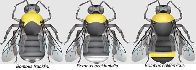 An illustration of three bees showing the defining characteristics of Franklin’s bumble bees in comparison to two other species of bees