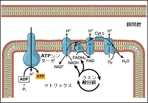 生物学 第2版 第7章 細胞呼吸 Japanese Translation Of Biology 2e By Better Late Than Never Medium