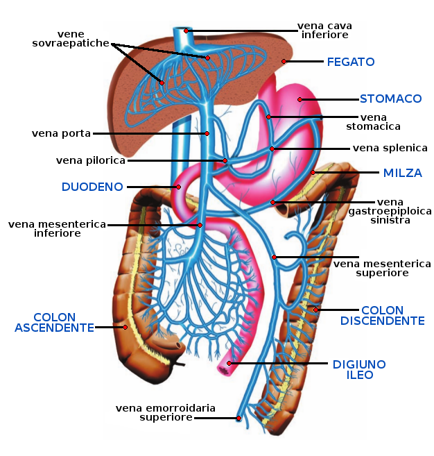 osteopaturi vindecate vene varicoase