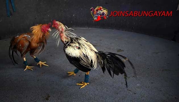 Kehebatan Ayam Bangkok Wiring Kuning Asli Thailand Shella