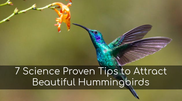hummingbird cover image (unsplash)