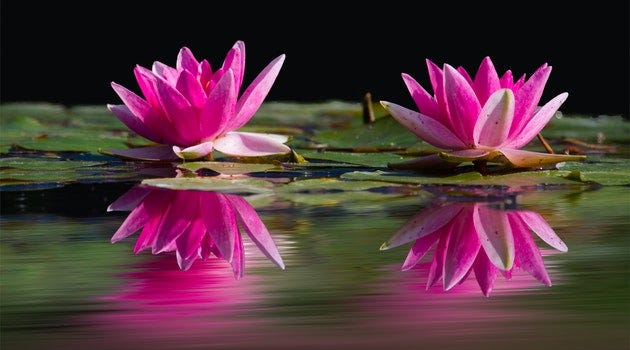 lilypad on pond