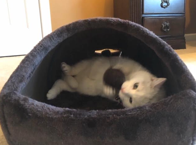 cat tunnels for large cats