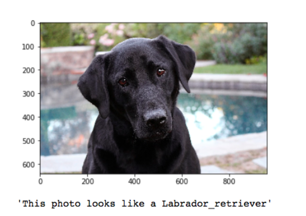 Classification of Dog Breed Using Deep Learning | by Sushant Agarwal ...