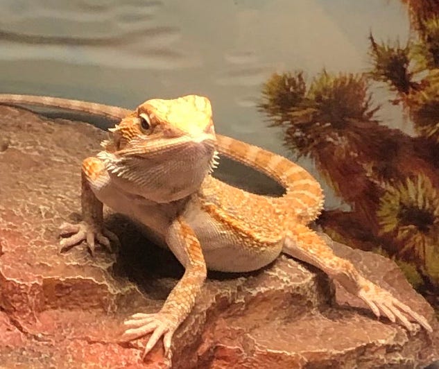 Foods For Bearded Dragons. Foods Beardies Can Eat Regularly by Elisha