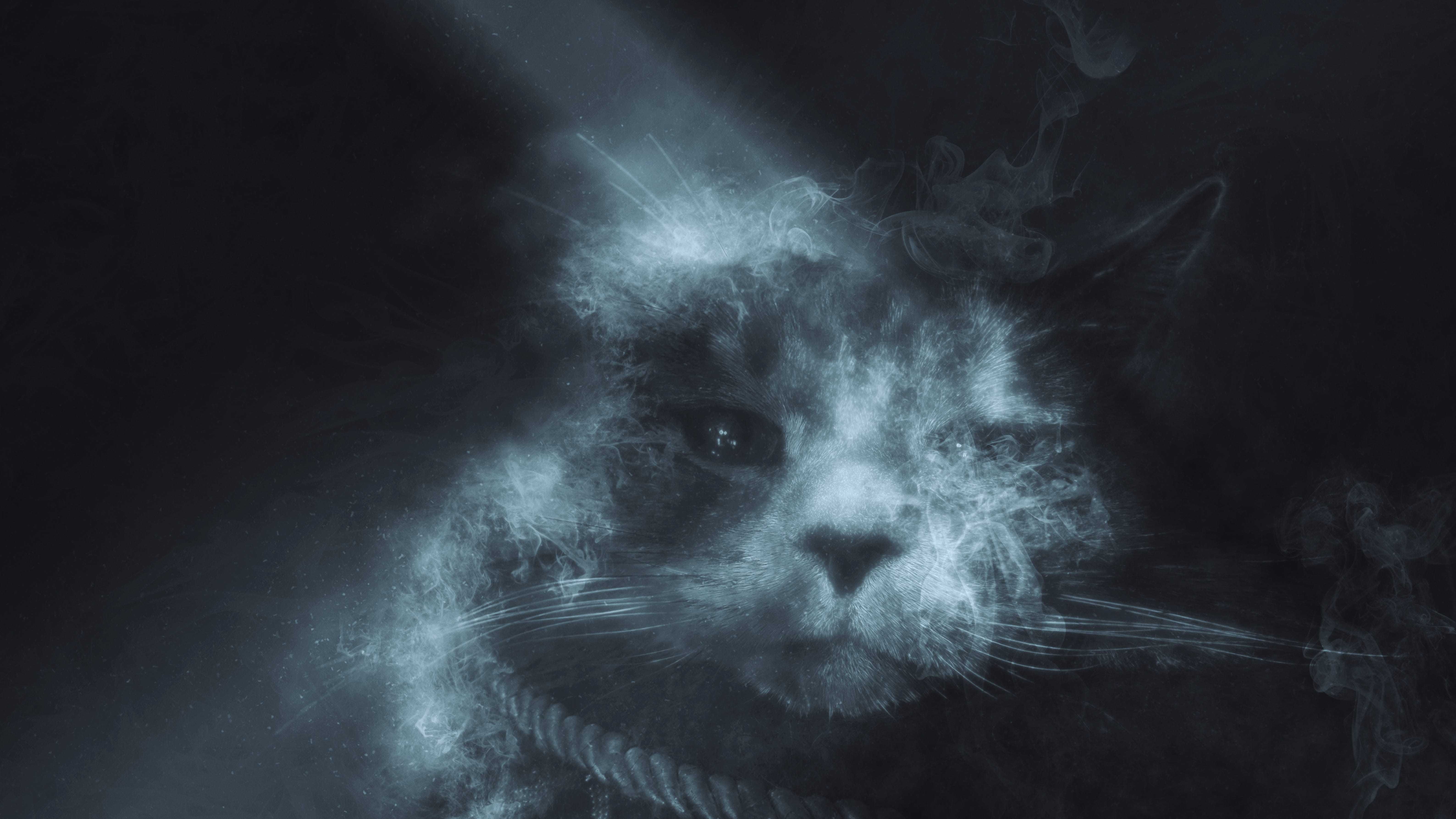 QUANTUM CAT Lance Bond Medium