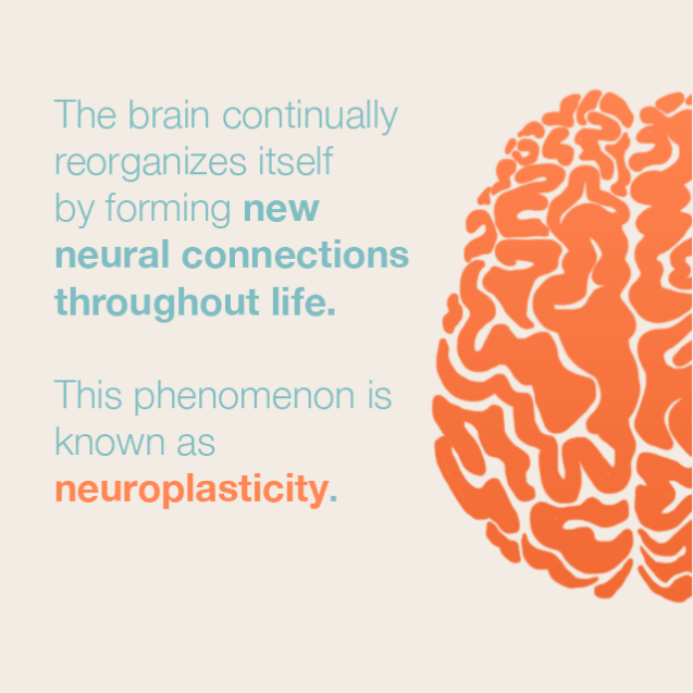 Meditation Changes the Brain Areas Underlying Executive Function and Mind Wandering - Contemplative Studies