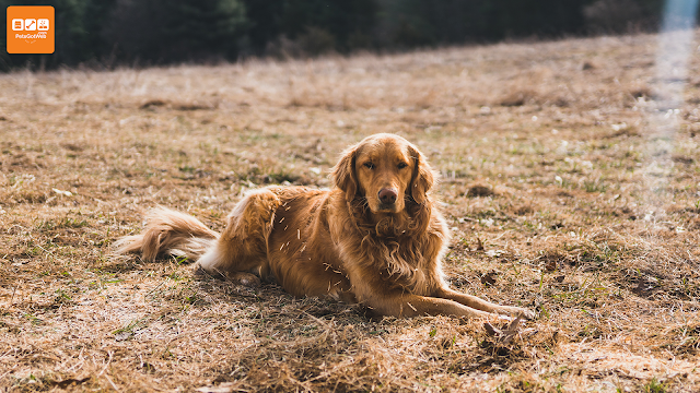 ما لا تعرفه عن كلب الجولدن What Do You Know About Golden Retriever By Petsgotweb بيتس جوت ويب Medium