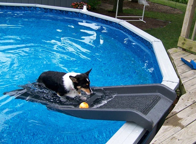 dog ramp for above ground swimming pool