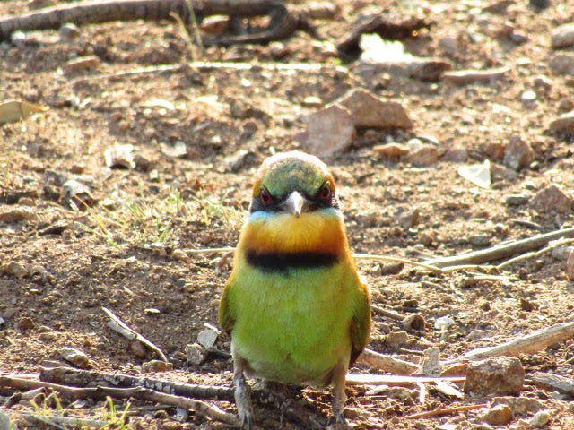 A Glimmer Of Gold Therese Ralston Medium