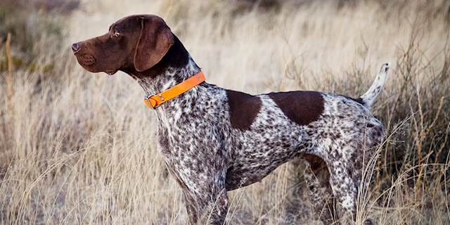 What Kind Of Puppy Should You Get Quibblog Medium