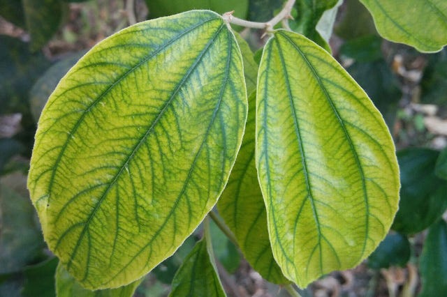 Phytophthora Root Rot Symptoms, Treatment, and Prevention  by