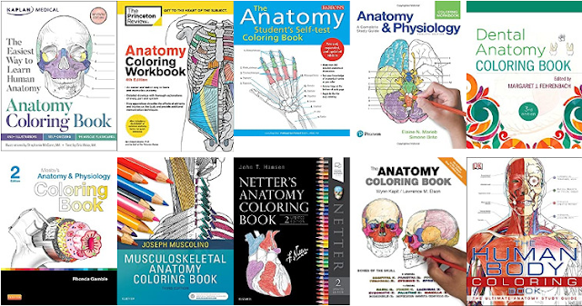 Download Anatomy Medium