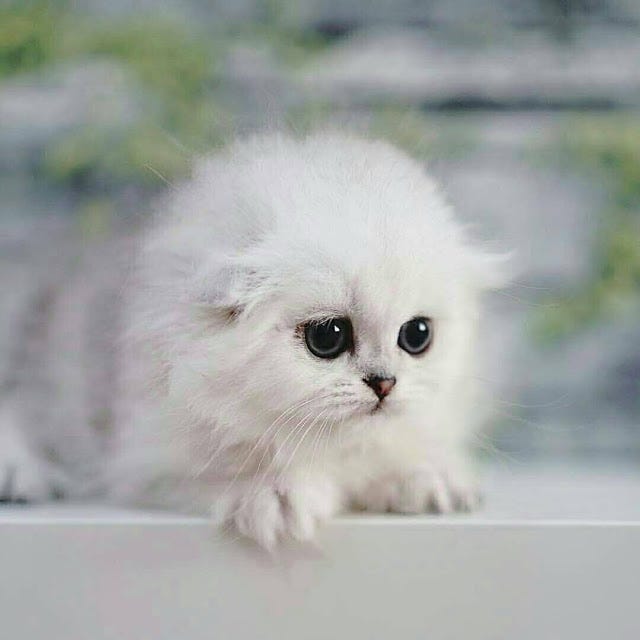 Daftar Harga Kucing Persia 2020 Segala Jenis Yulita Tiffany Medium