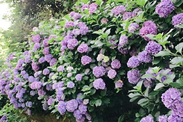 鎌倉 走進淡藍色的紫陽花海明月院 六月 日本的梅雨季 在這黏搭搭 陰晴不定讓人討厭的潮濕時節 唯獨有一種花剛好在這 By 島國日和