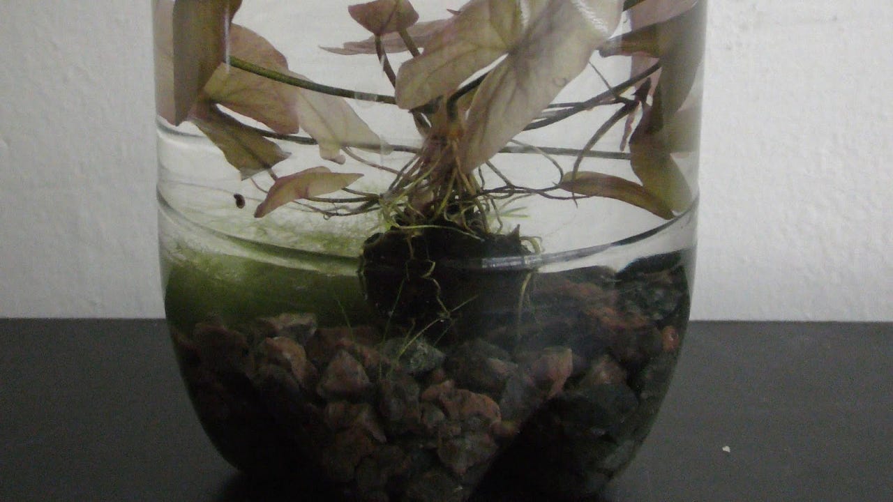 Water Lily Aquarium Garden. January 4th, 2017 I got bulbs of a… by