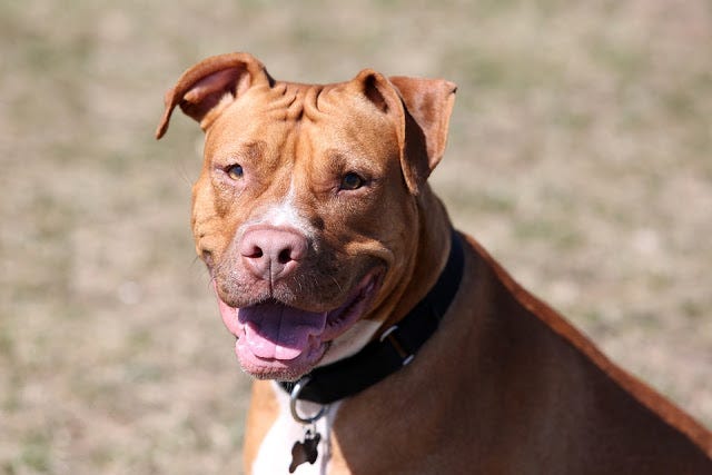medium pitbull