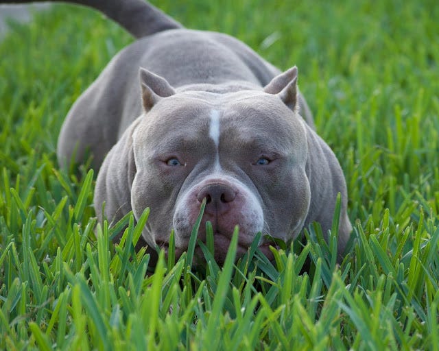 American Bully Puppy Diet Chart