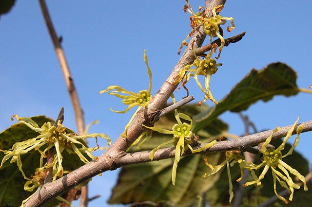 What to Plant in a Winter Garden - Gardening Info Online - Medium