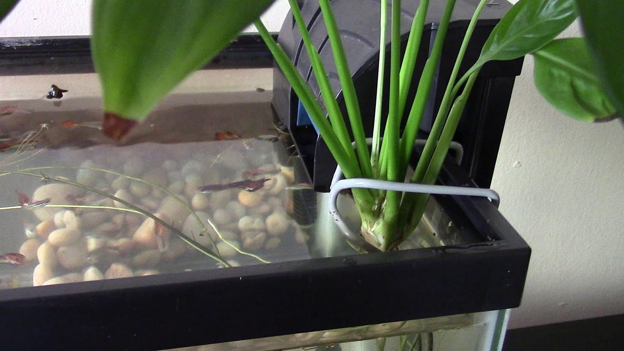 Aquaponics Peace Lily in aquarium by Michael Langerman Medium